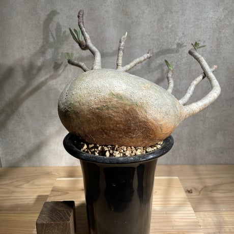 パキポディウム グラキリス　Pachypodium gracilius 　発根済　(商品番号gk-90)