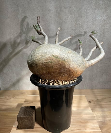 パキポディウム グラキリス　Pachypodium gracilius 　発根済　(商品番号gk-90)