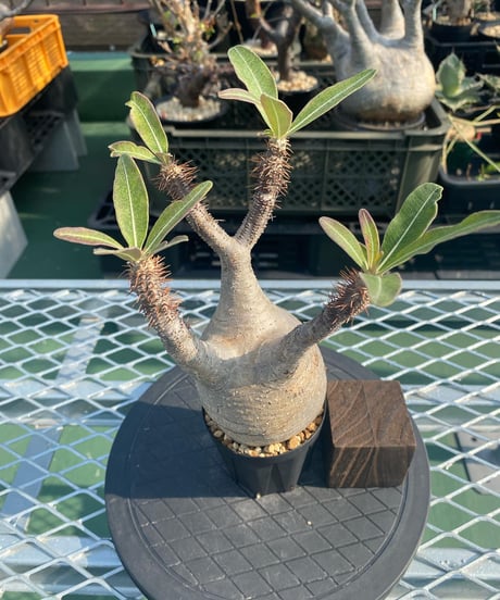 パキポディウム グラキリス　Pachypodium gracilius 　発根済　(商品番号gk-142)