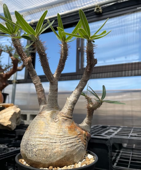 パキポディウム グラキリス　Pachypodium gracilius 　発根済　(gk-235)
