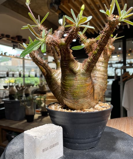 パキポディウム グラキリス　Pachypodium gracilius 　発根済　(gk-533)