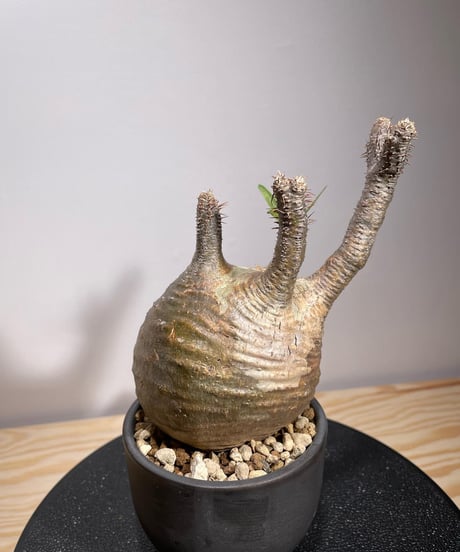 パキポディウム グラキリス　Pachypodium gracilius 　発根済　(商品番号gk-127valiem)VALIEM  (VALIEMタグ付き)