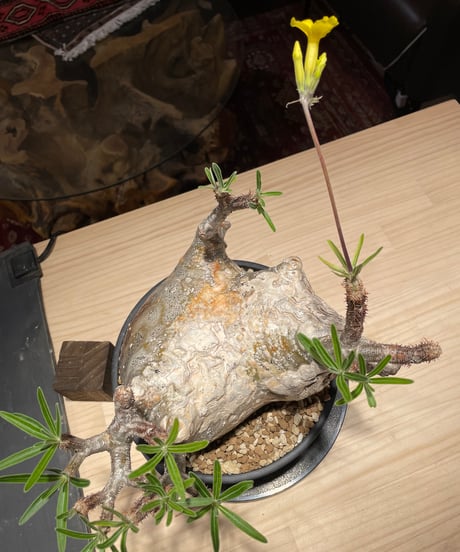 パキポディウム グラキリス　Pachypodium gracilius 　発根済　(gk-201)