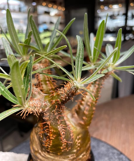 パキポディウム グラキリス　Pachypodium gracilius 　発根済　(gk-521）