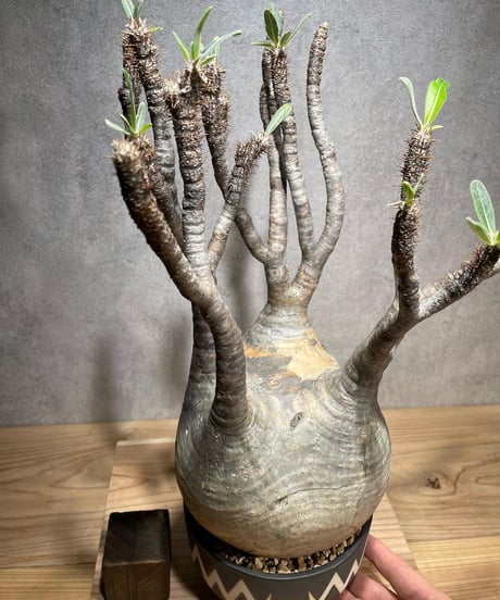パキポディウム グラキリス　Pachypodium gracilius 　発根済　(商品番号gk-70valiem)  VALIEM 　(VALIEMタグ付き)