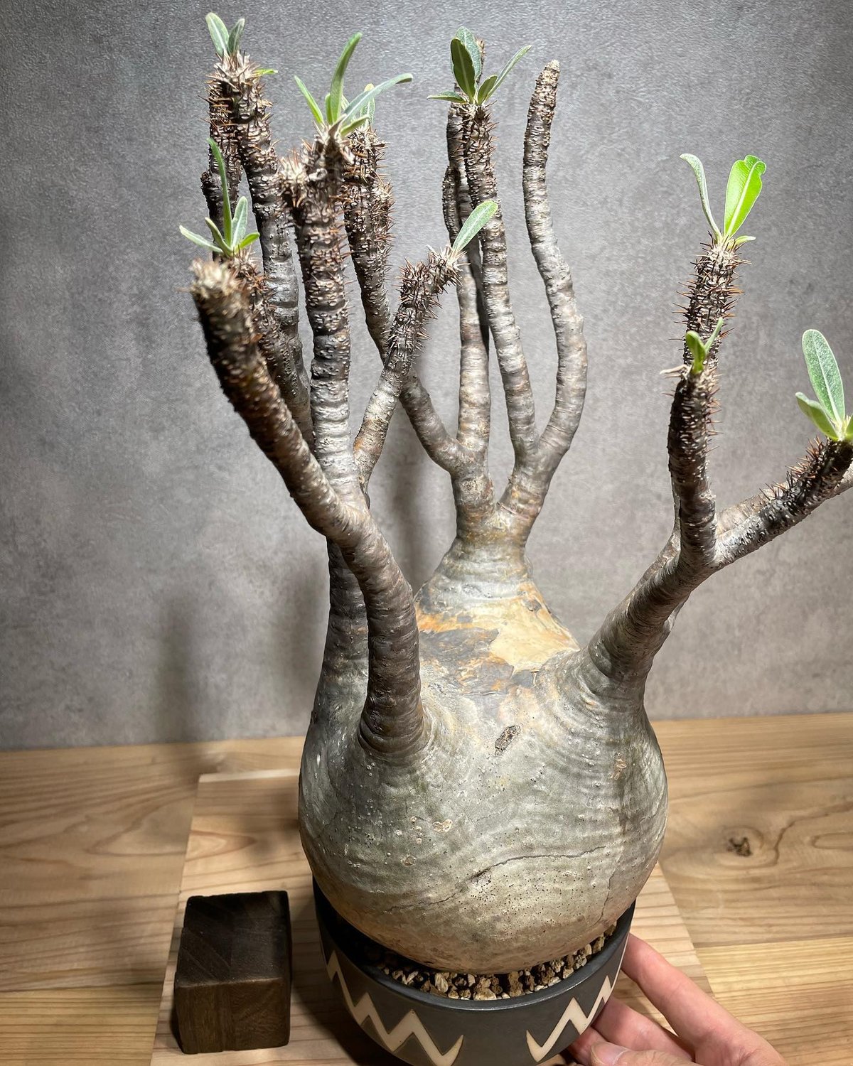 fit=scale-down,w=1200