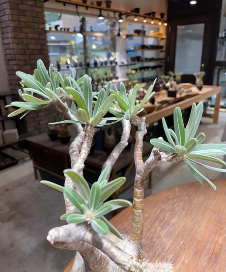 パキポディウム グラキリス　Pachypodium gracilius 　発根済　(gk-455）