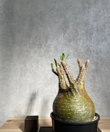 パキポディウム グラキリス　Pachypodium gracilius 　発根済　(商品番号gk-11)