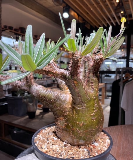 パキポディウム グラキリス　Pachypodium gracilius 　発根済　(gk-537)