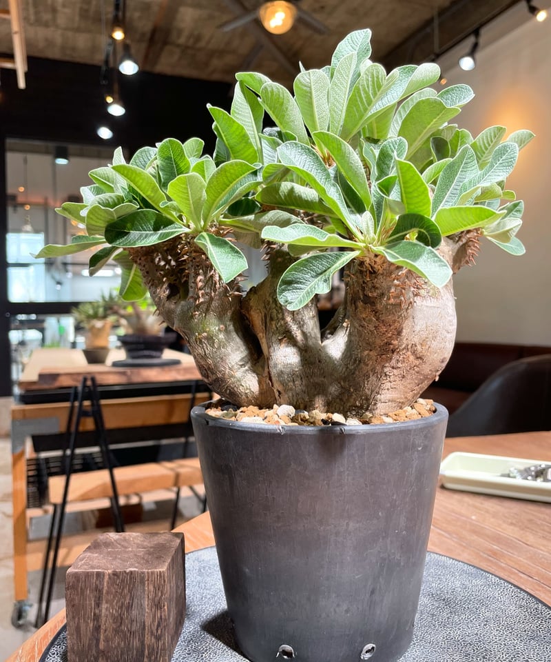 最終値下げ 現地株 パキポディウム デンシフローラム 【公式通販】