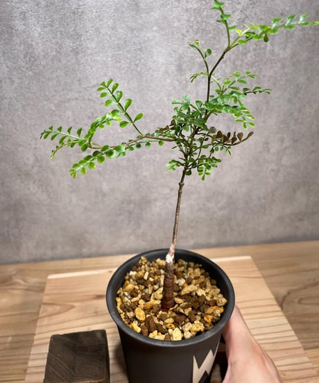 オペルクリカリア パキプス／Operculicarya pachypus　実生２年株　発根済　(商品番号PP-48valiem) VALIEM 　WARP　sizeM　(VALIEMタグ付き)