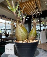 パキポディウム グラキリス　2頭　Pachypodium gracilius 　発根済　(gk-551)