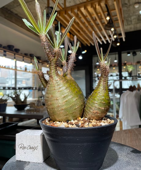 CATEGORY Pachypodium gracilius(パキポディウム グラキリス) |