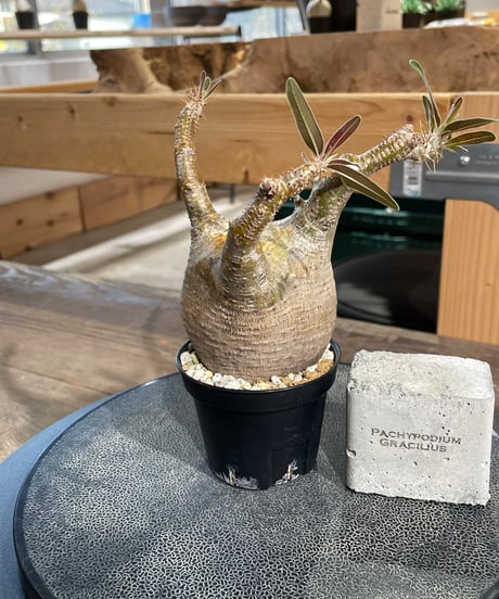 パキポディウム グラキリス　Pachypodium gracilius 　発根済　(gk-431)