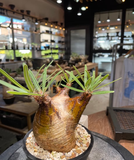パキポディウム グラキリス　Pachypodium gracilius 　発根済　(gk-510）