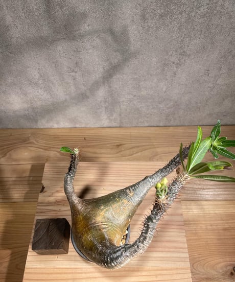 パキポディウム グラキリス　Pachypodium gracilius 　発根済　(商品番号gk-92valiem)  VALIEM 　(VALIEMタグ付き)