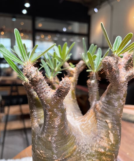 パキポディウム グラキリス　Pachypodium gracilius 　発根済　(gk-399)