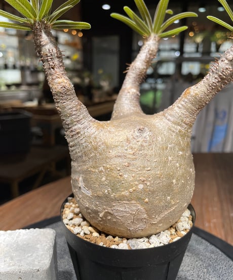パキポディウム グラキリス　Pachypodium gracilius 　発根済　(gk-445）