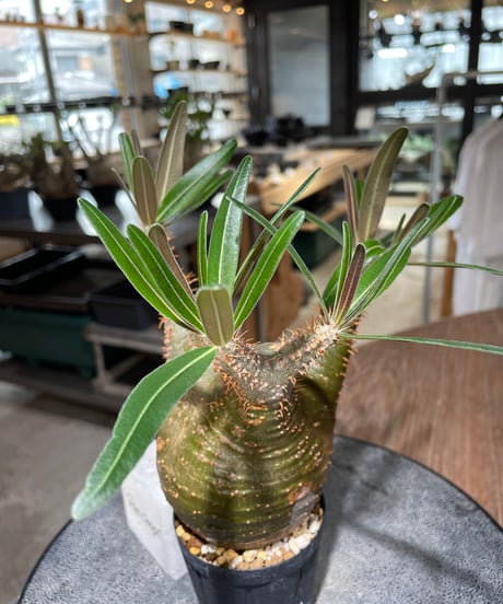 パキポディウム グラキリス　Pachypodium gracilius 　発根済　(gk-555)