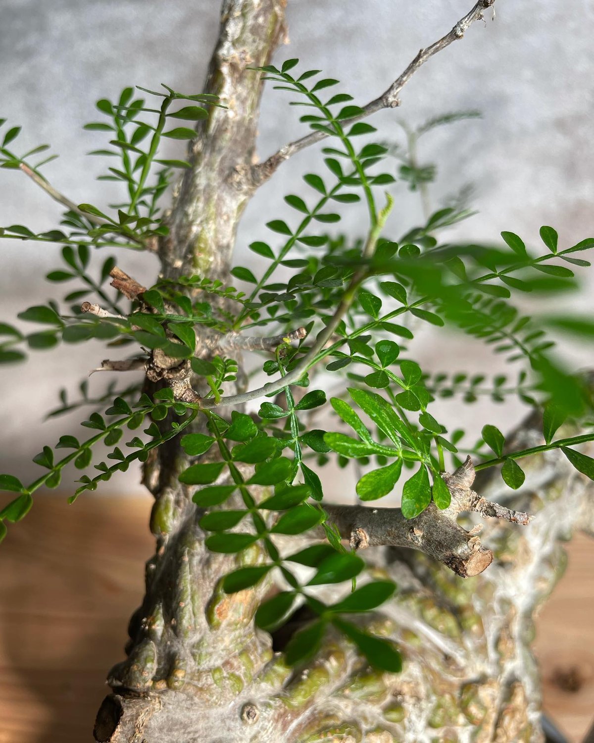 オペルクリカリア パキプス／Operculicarya pachypus 発根済