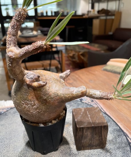 パキポディウム グラキリス　Pachypodium gracilius 　発根済　(gk-397)