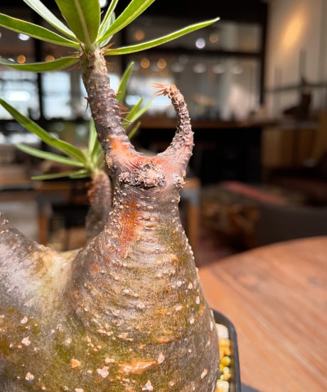 パキポディウム グラキリス　Pachypodium gracilius 　発根済　(gk-381)