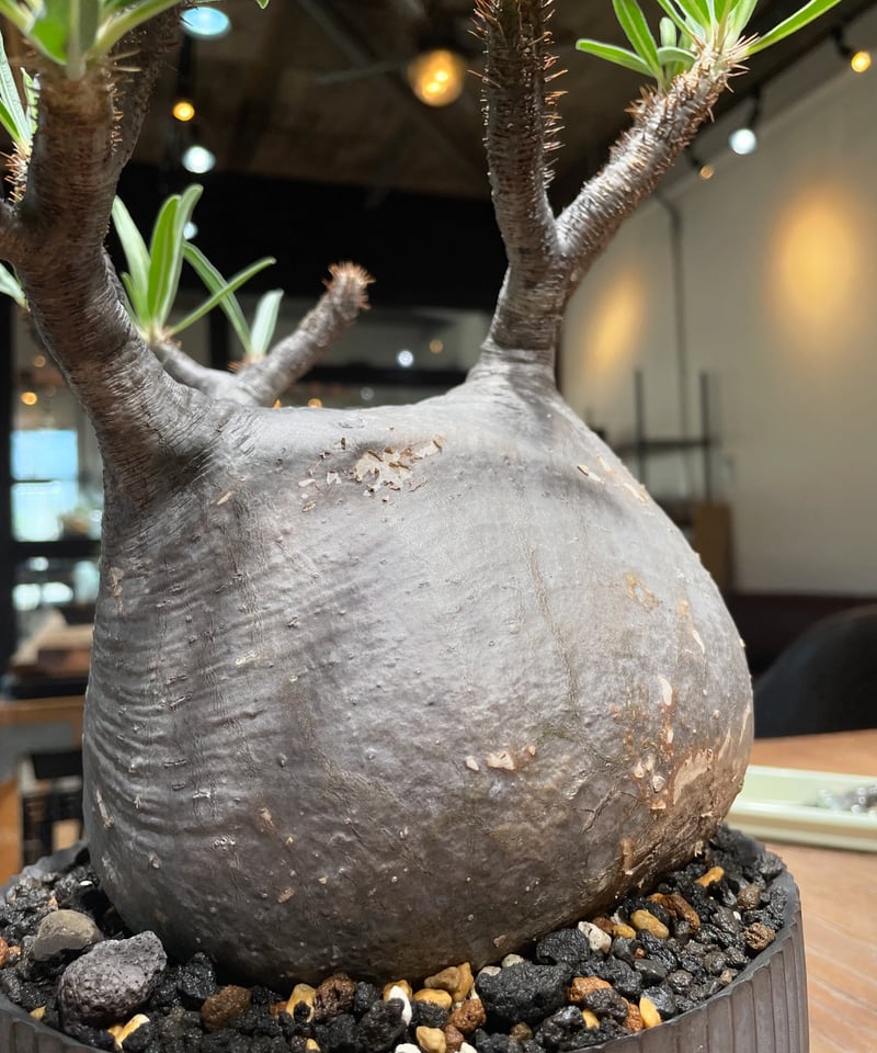 パキポディウム グラキリス Pachypodium gracilius 発根済 (gk-41