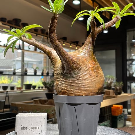 ぷー グラキリス　２本枝　現地球　超まん丸　扁平　コレクション株　オレンジ ぷー グラキリス 2本枝 現地球 超まん丸 扁平 コレクション株