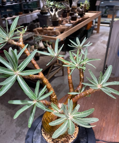 パキポディウム グラキリス　Pachypodium gracilius 　発根済　(gk-516）