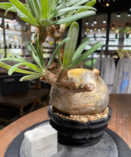 パキポディウム グラキリス　Pachypodium gracilius 　発根済　(gk-444）dip鉢