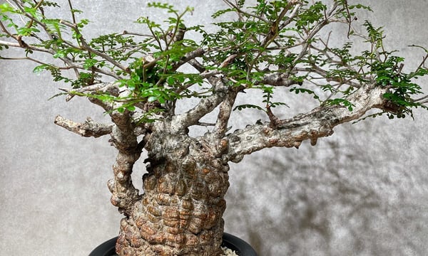 パキプス　コーデックス フォークイエリア プルプシー ファシクラータ 塊根植物