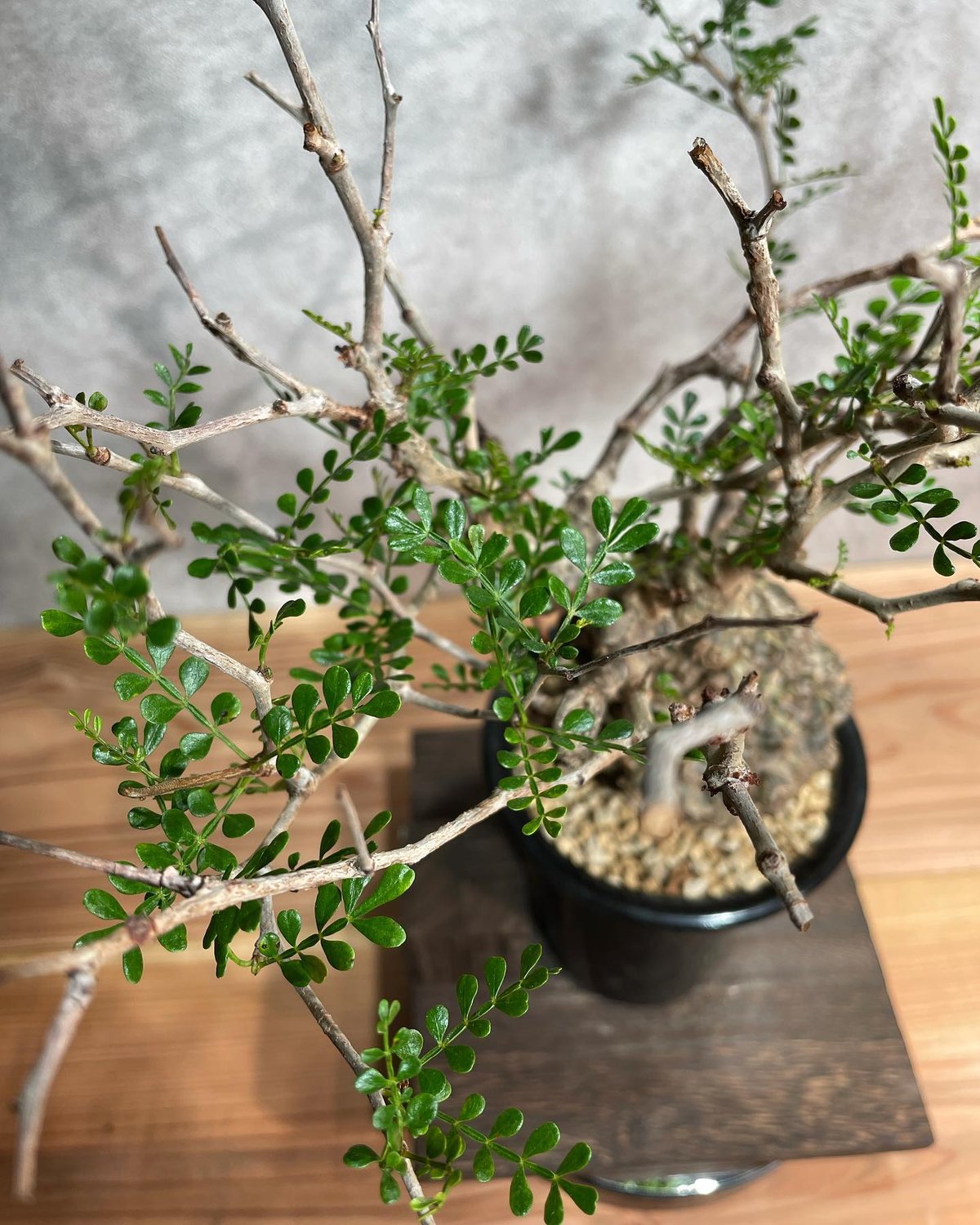 オペルクリカリア パキプス Operculicarya pachypus Operculicarya pachypus オペルクリカリア パキプス | Cactus Green