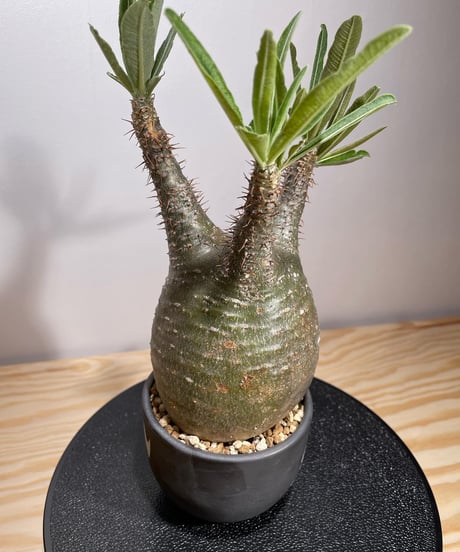 パキポディウム グラキリス　Pachypodium gracilius 　発根済　(商品番号gk-126valiem)VALIEM  (VALIEMタグ付き)