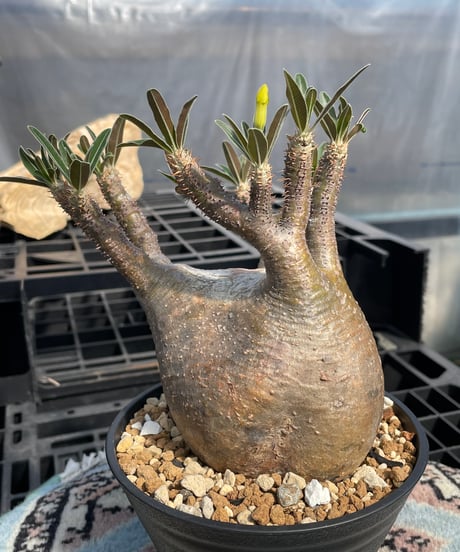 パキポディウム グラキリス　Pachypodium gracilius 　発根済　(gk-416)