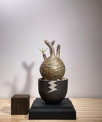 パキポディウム グラキリス　Pachypodium gracilius 　発根済　(商品番号gk-127valiem)VALIEM  (VALIEMタグ付き)