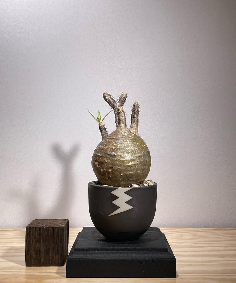 パキポディウム グラキリス Pachypodium gracilius 発根済 (商品番号g