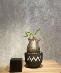 パキポディウム グラキリス　Pachypodium gracilius 　発根済　(商品番号gk-30valiem)  VALIEM 　BOWL　sizeS　(VALIEM巾着、タグ付き)