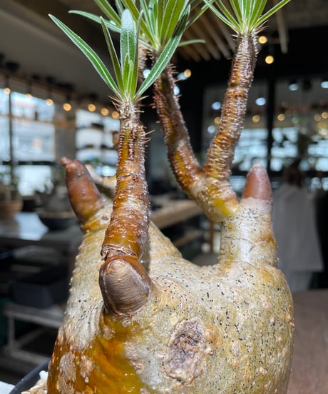 パキポディウム グラキリス　Pachypodium gracilius 　発根済　(gk-559)