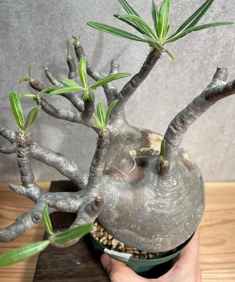パキポディウム グラキリス　Pachypodium gracilius 　発根済(塊根幅13ｃｍ)　(商品番号gk-23)