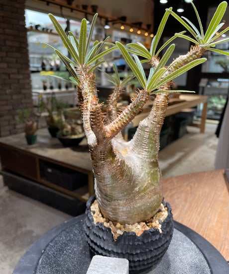 パキポディウム グラキリス　Pachypodium gracilius 　発根済　(gk-469) 鉢：dip