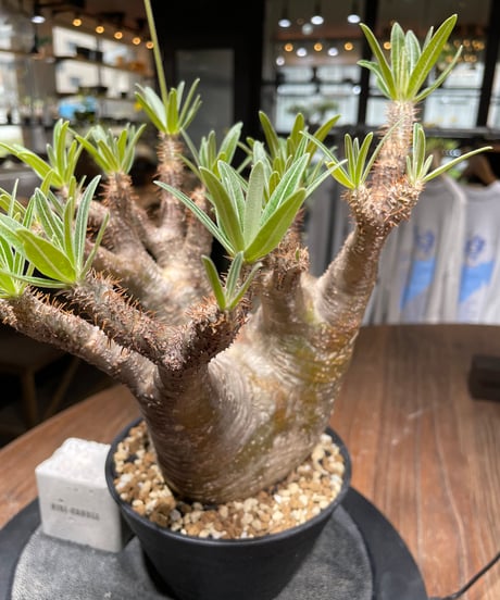 パキポディウム グラキリス　Pachypodium gracilius 　発根済　(gk-442）