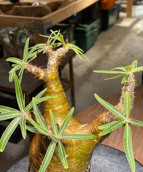 パキポディウム グラキリス　Pachypodium gracilius 　発根済　(gk-541)