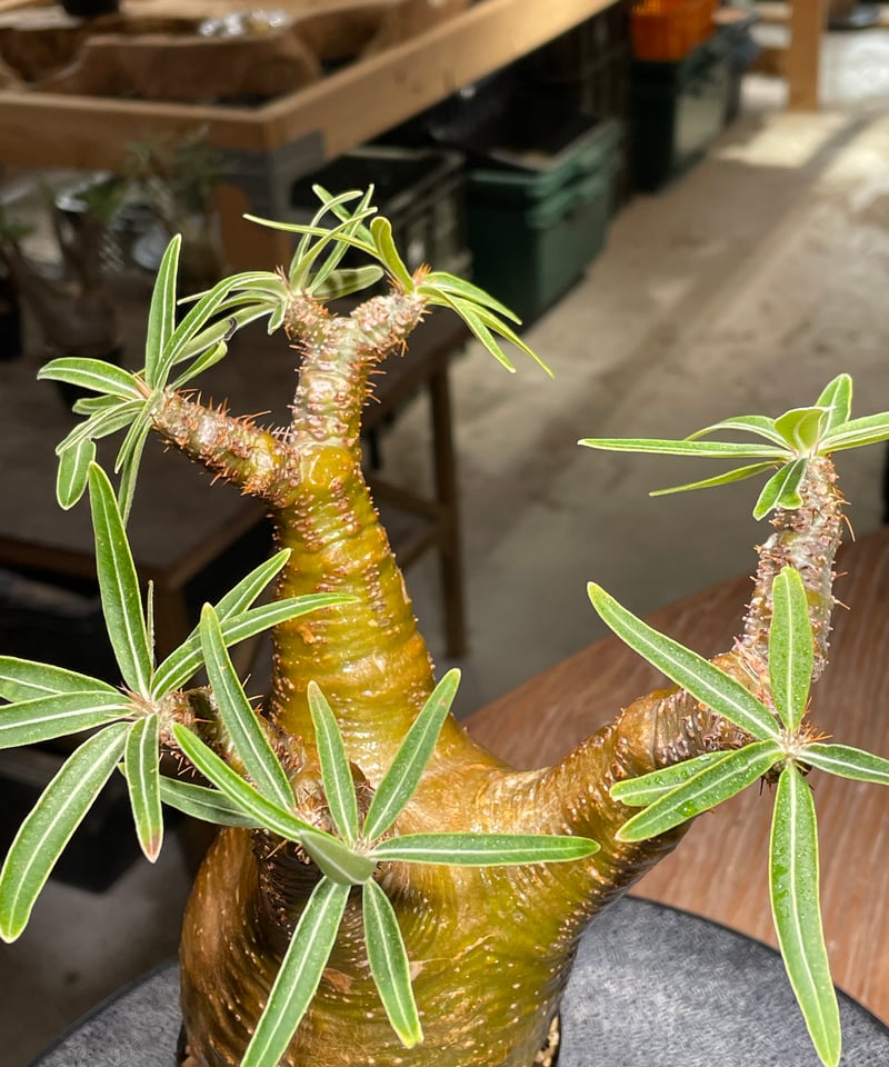 ザ*）様 パキポディウム グラキリス 発根済pachypodhium Graci パキポディウム グラキリス Pachypodium gracilius 発根済 (gk-54