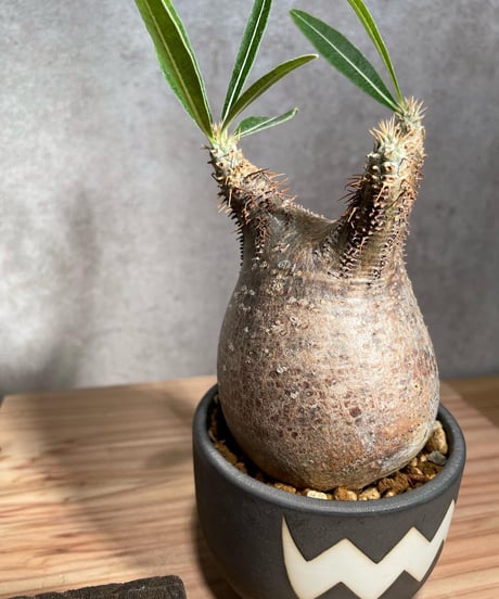 パキポディウム グラキリス　Pachypodium gracilius 　発根済　(商品番号gk-26valiem)  VALIEM 　BOWL　sizeS　(VALIEM巾着、タグ付き)