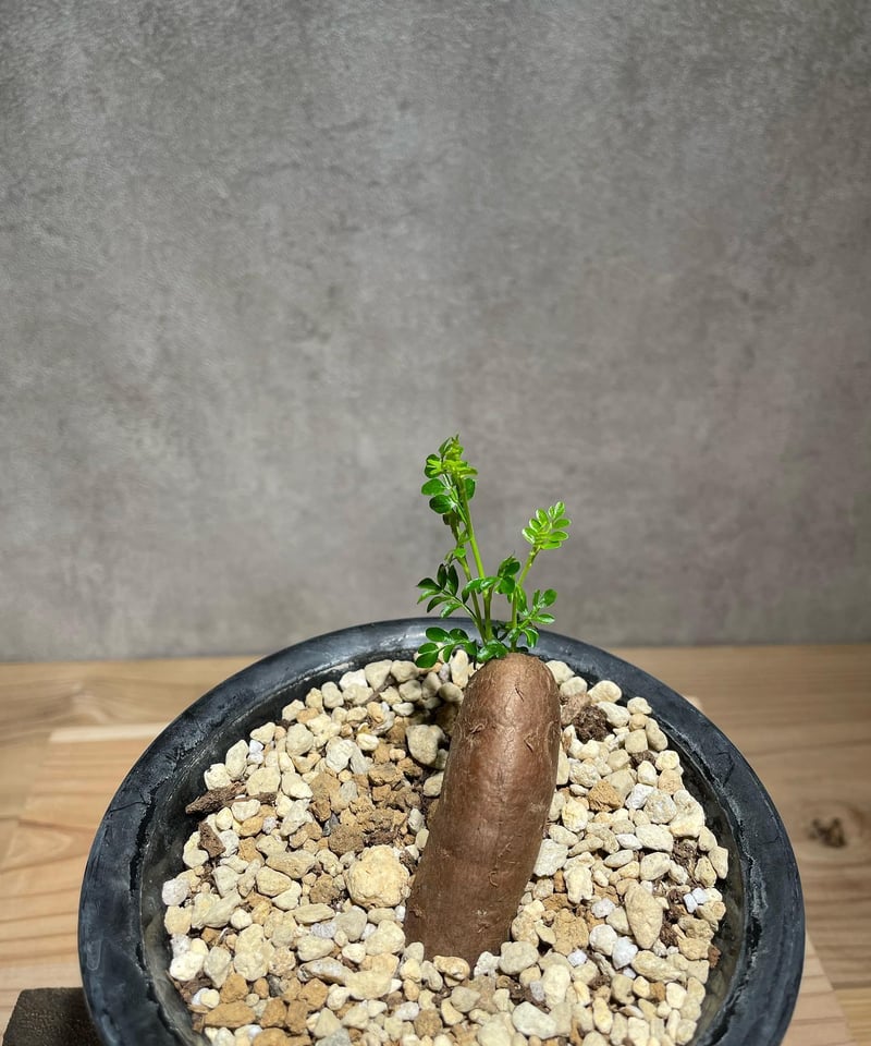 オペルクリカリア パキプス 根差し (商品番号PP-57) | RISE-CAUDEX ONL