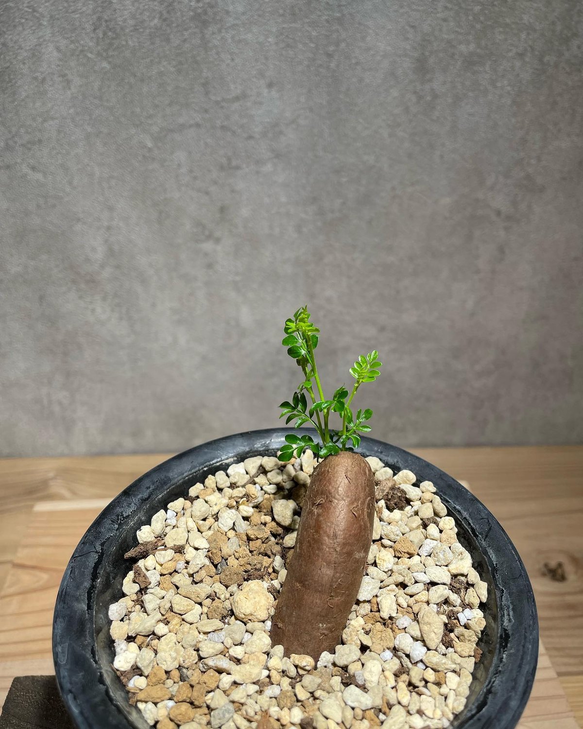 【良株】オペルクリカリア・パキプス57 オペルクリカリア パキプス 根差し (商品番号PP-57) | RISE-CAUDEX ONL