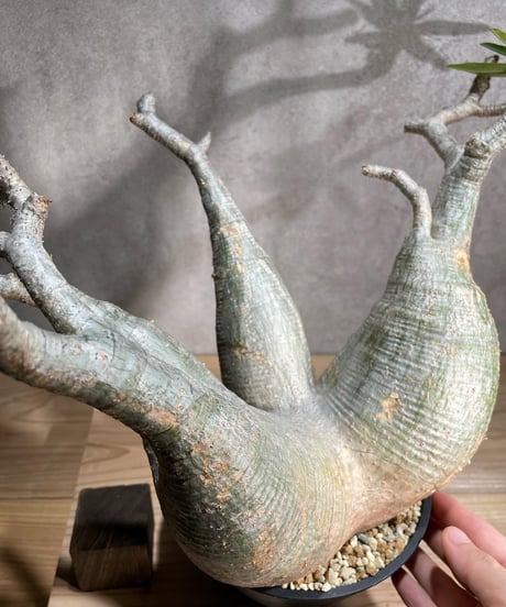 パキポディウム グラキリス　Pachypodium gracilius 　発根済　(商品番号gk-94)