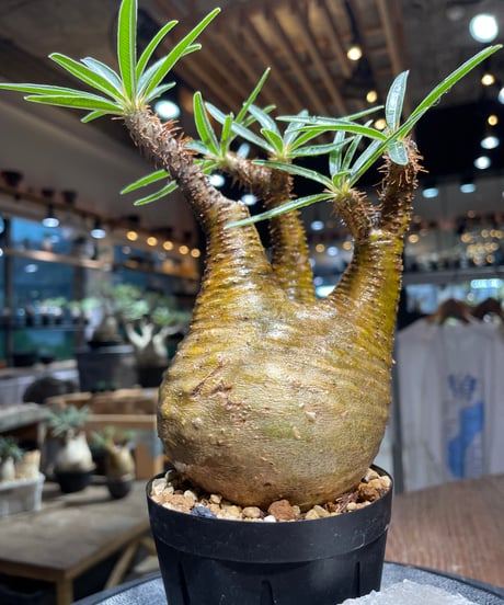 パキポディウム グラキリス　Pachypodium gracilius 　発根済　(gk-513）