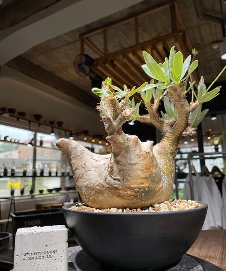パキポディウム グラキリス　Pachypodium gracilius 　発根済　(gk-447）