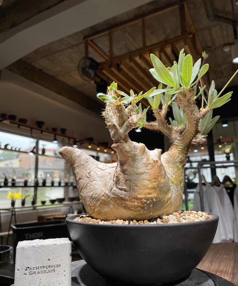 パキポディウム グラキリス Pachypodium gracilius 発根済 (gk-44